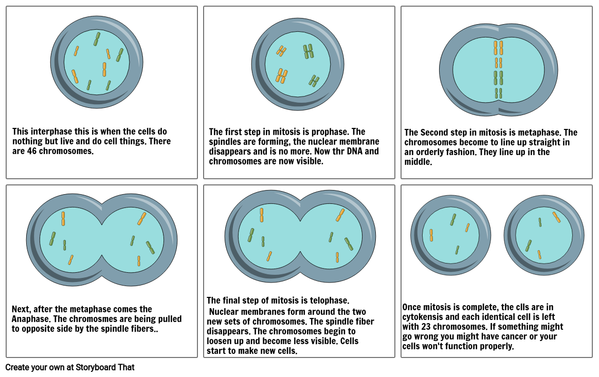 mitosis cartoon