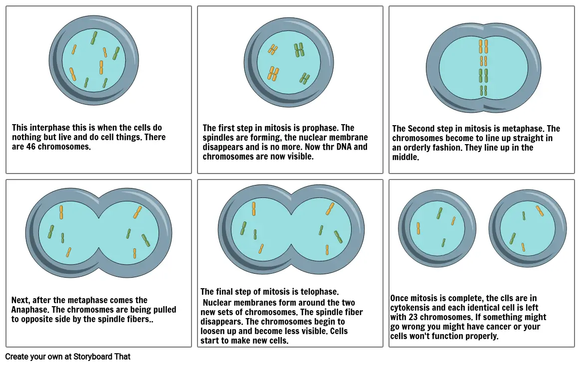 Cell Cycle Cartoon