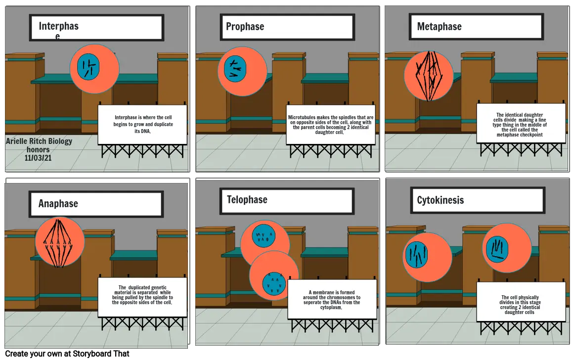 Stages of Mitosis