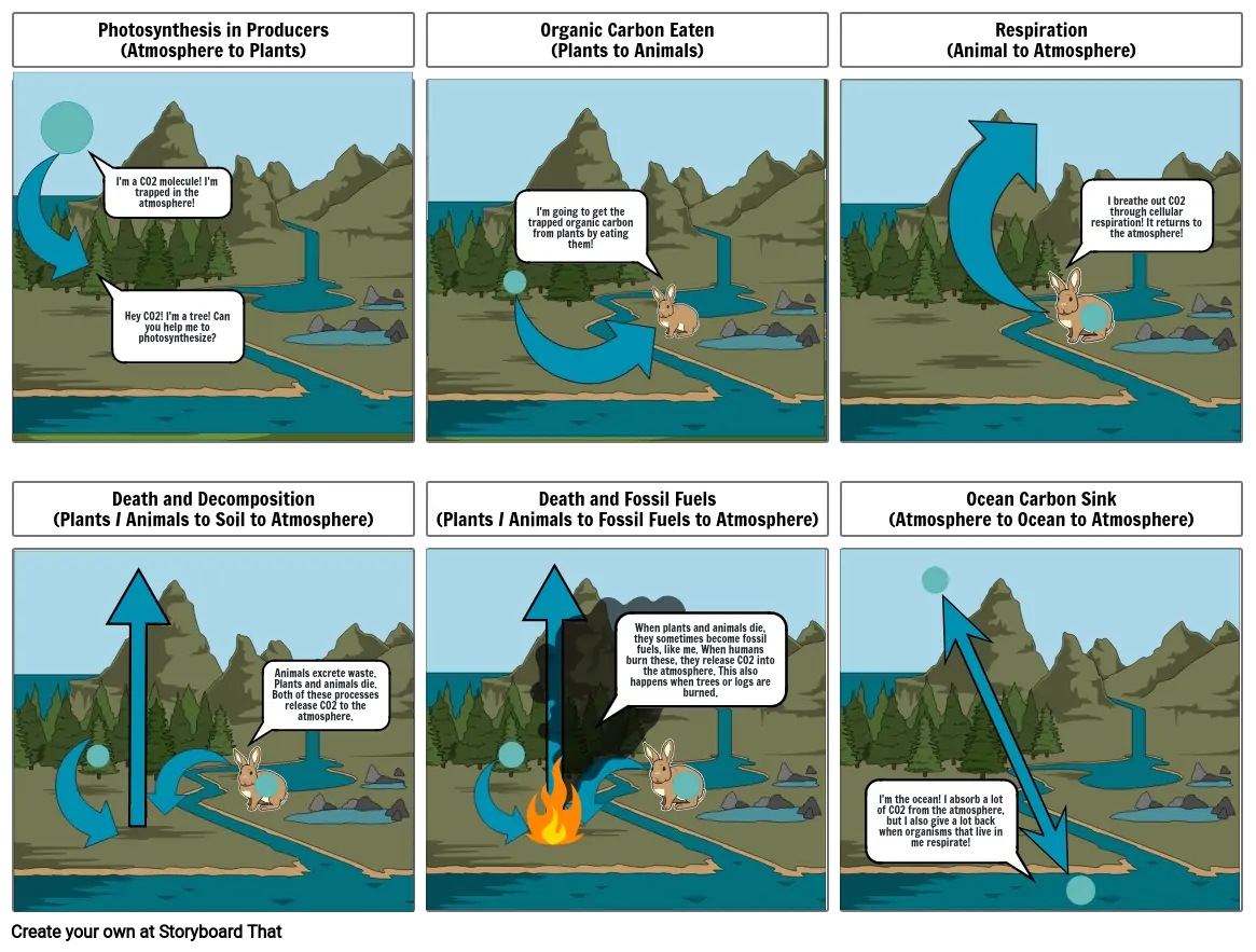 Carbon Cycle