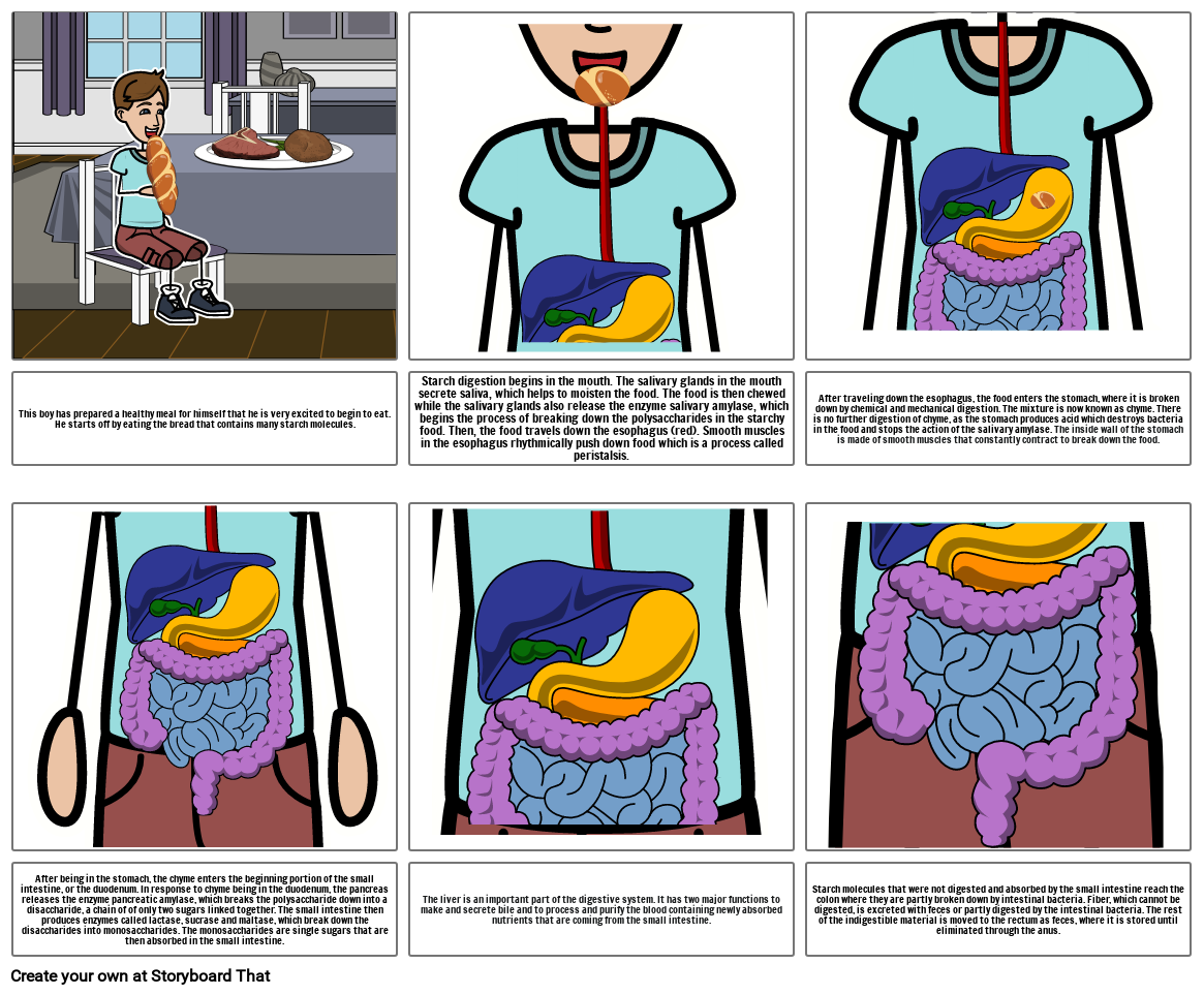 Starch Digestion