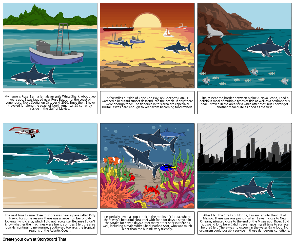 Shark Storyboard