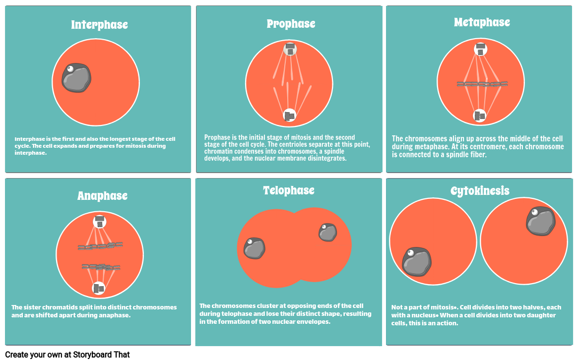 Stages Of Cell Cycle And Mitosis