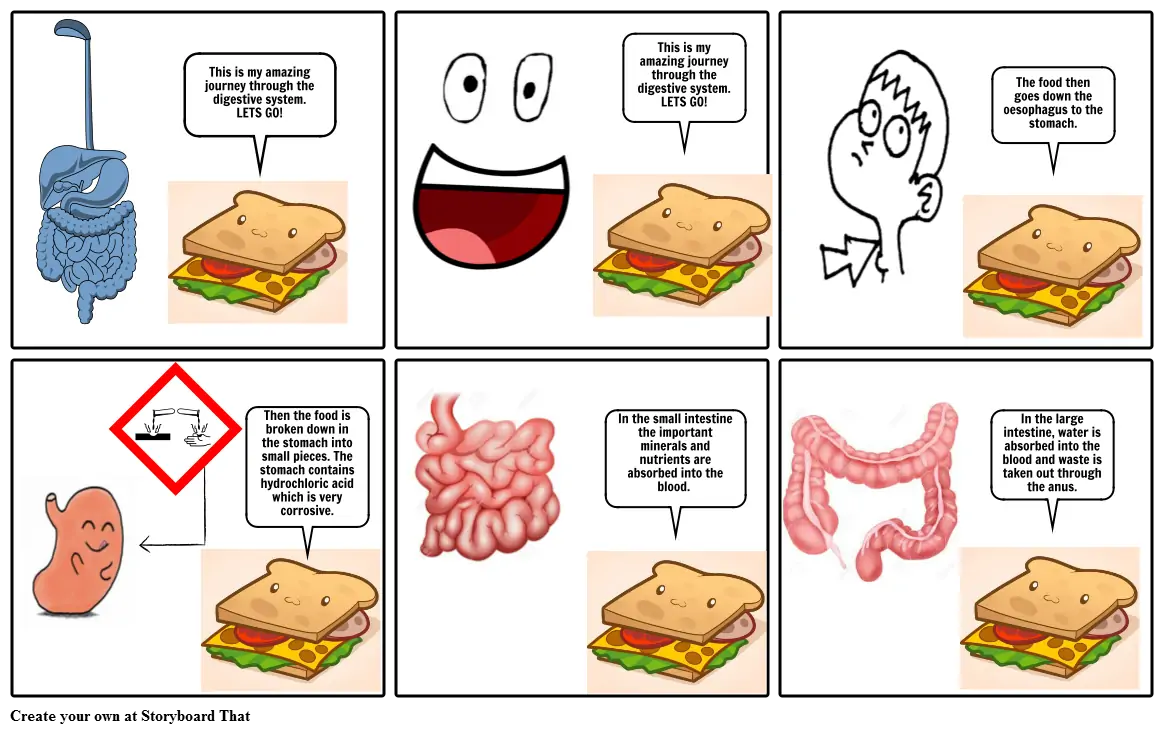 Digestive system