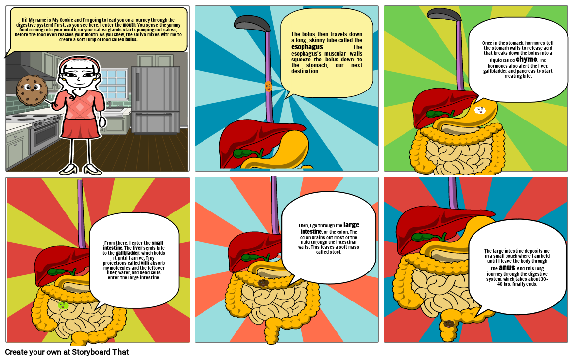 Ms Cookies Journey to the Digestive System Storyboard