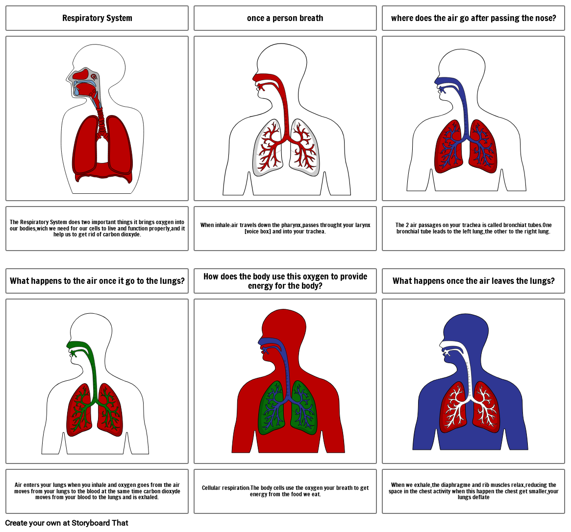 The respiratory system