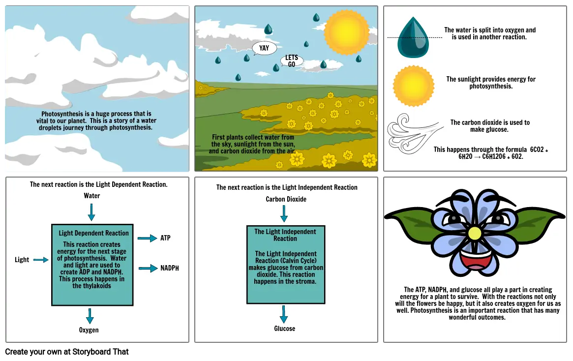 Photosynthesis