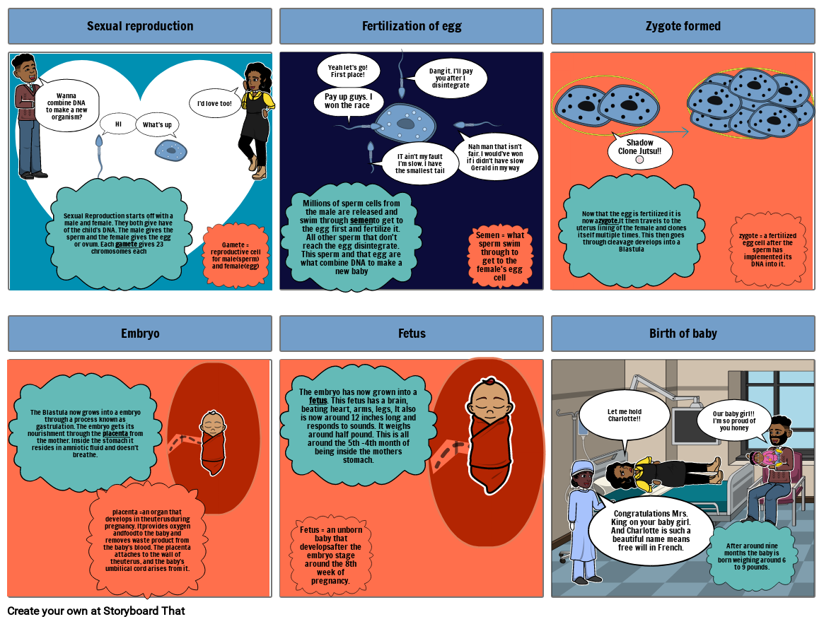 reproductive system