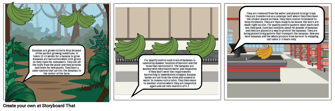 How bananas grow