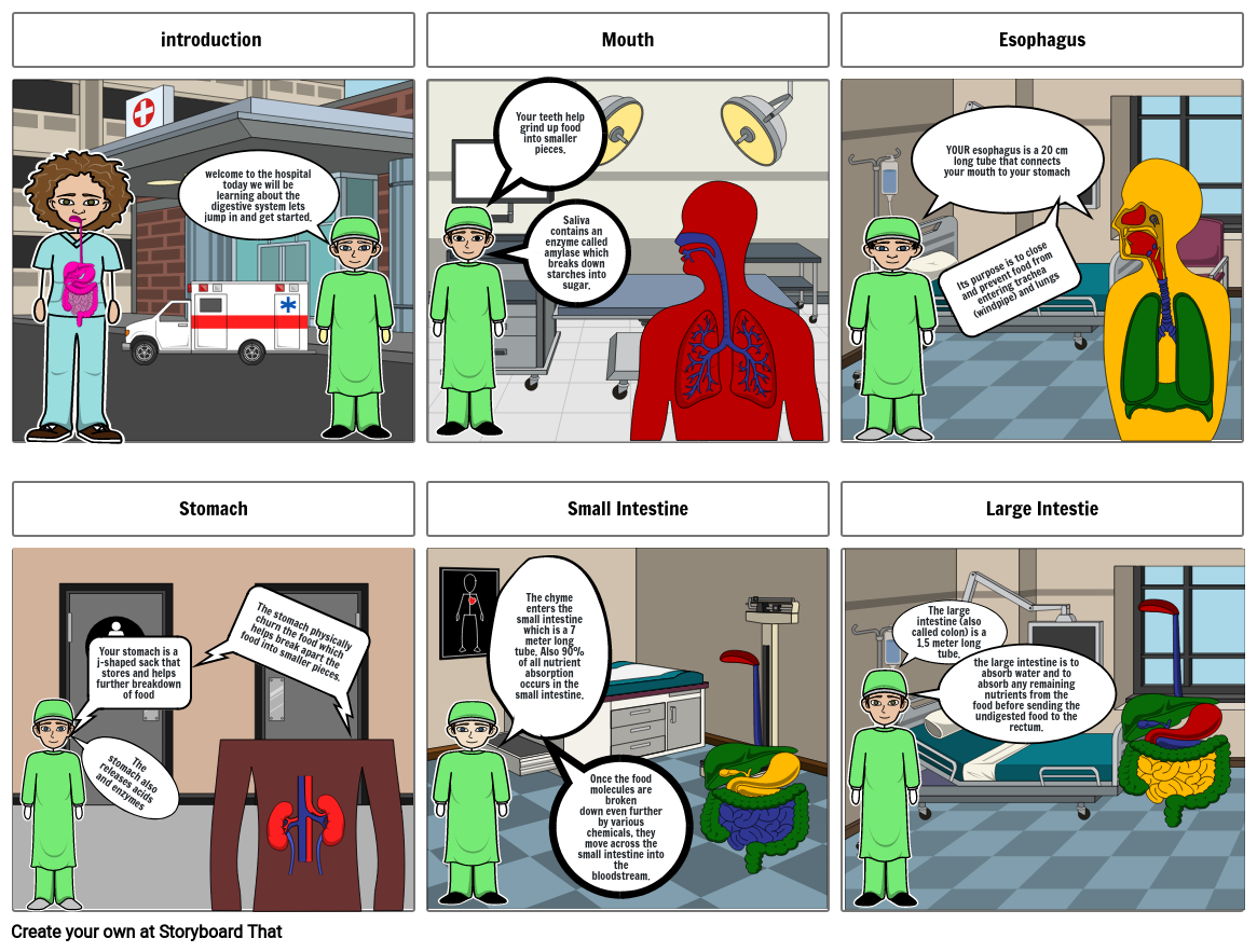 the-digestive-system-storyboard-af-34205511