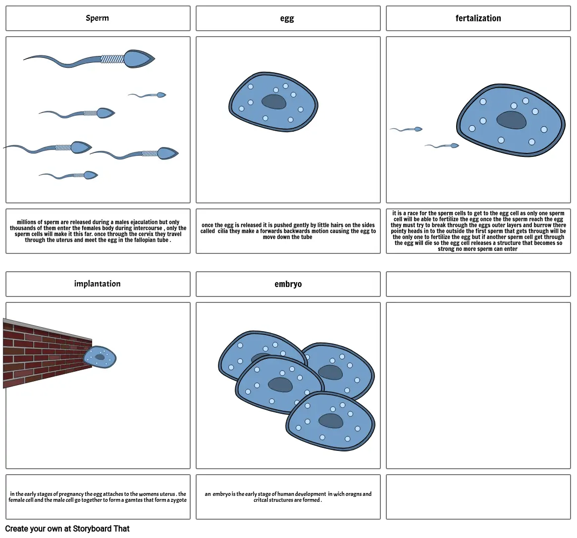 fertilization and implantation story board