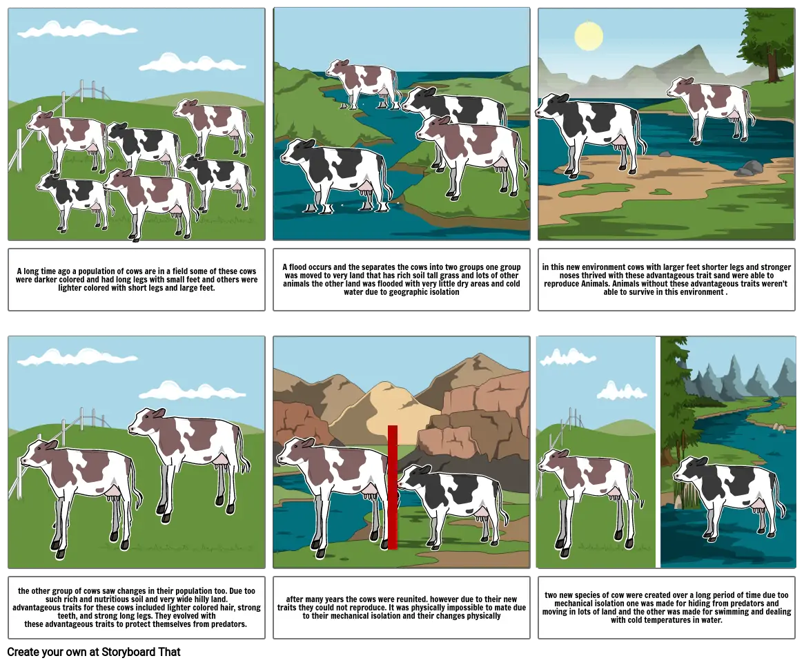 Cows storyboard