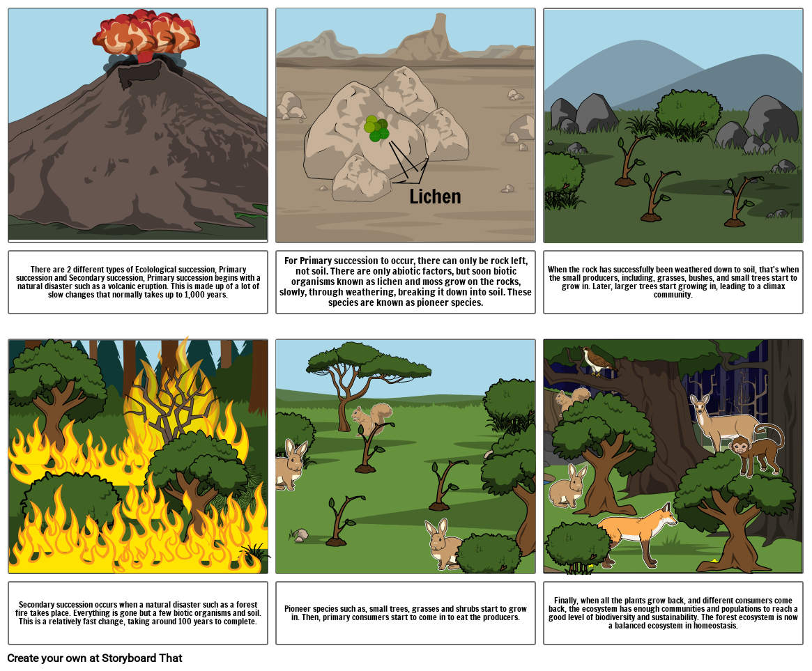 Ecological Succession Storyboard Por 3e2b600b