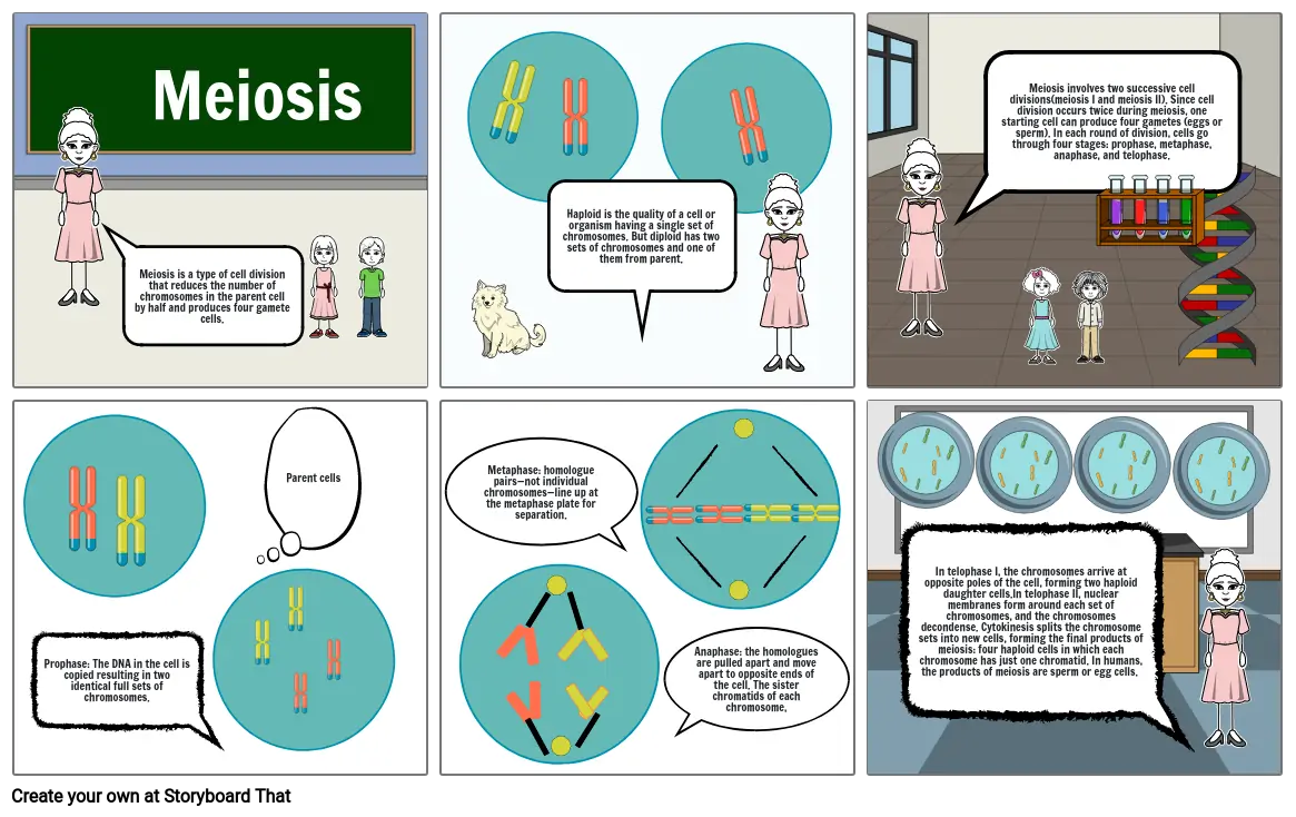 Meiosis