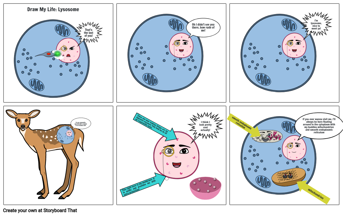 Lysosome