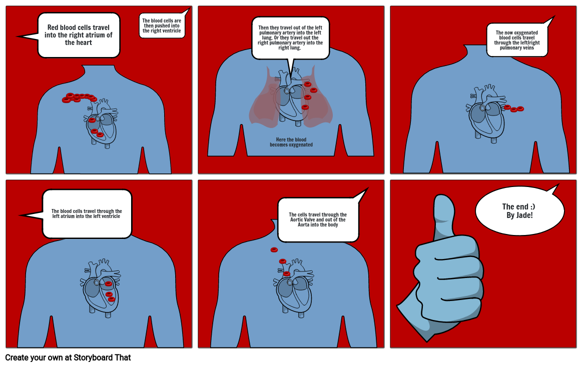 The Journey of a Red Blood cell