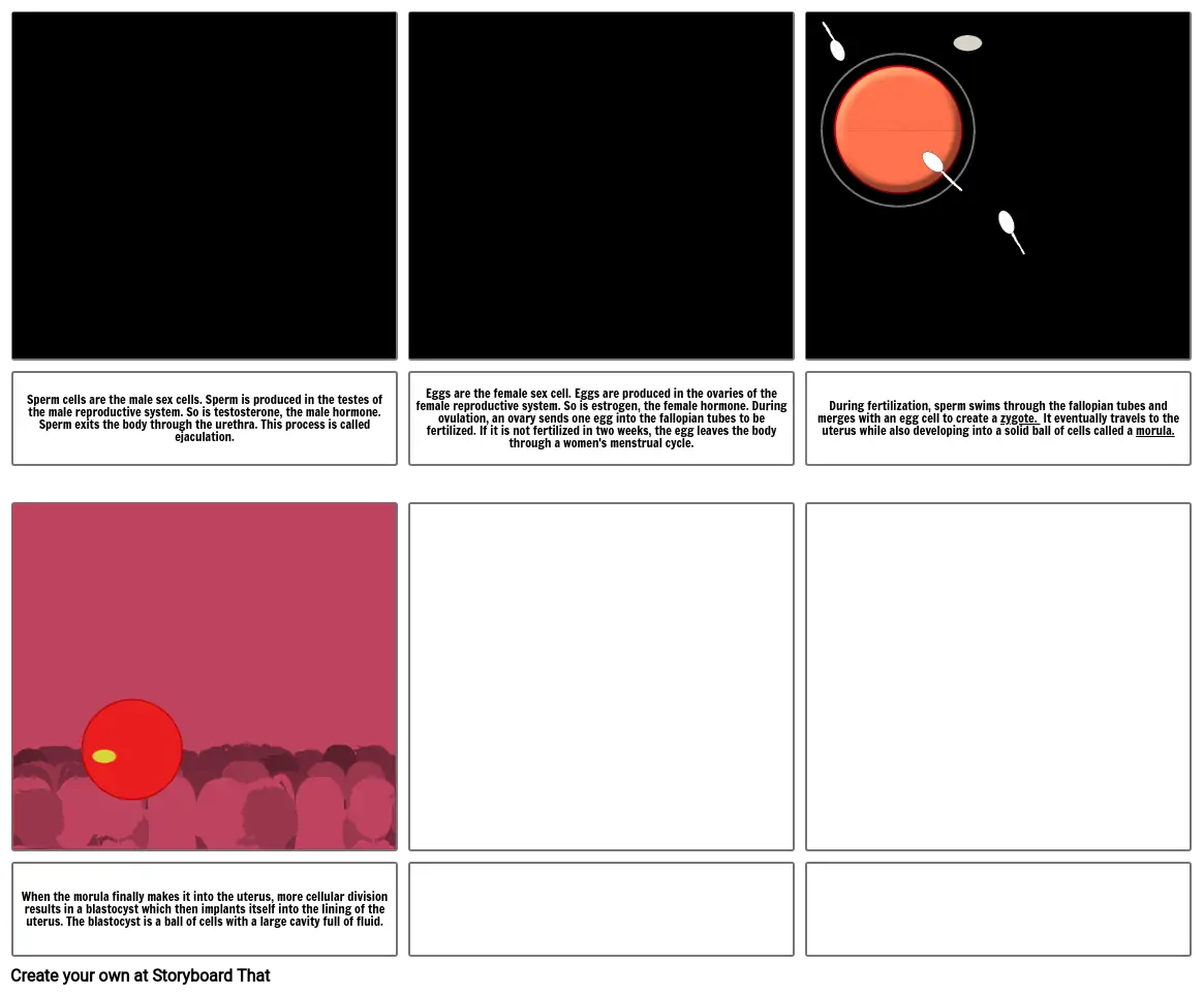 Human Reproductive System Comic Strip