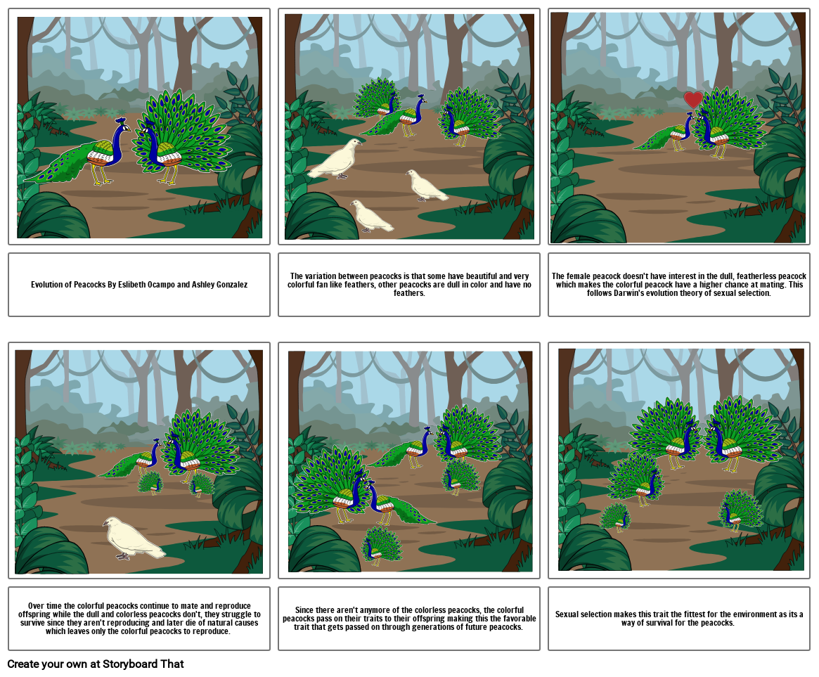 Peacock Evolution Storyboard by 51549719