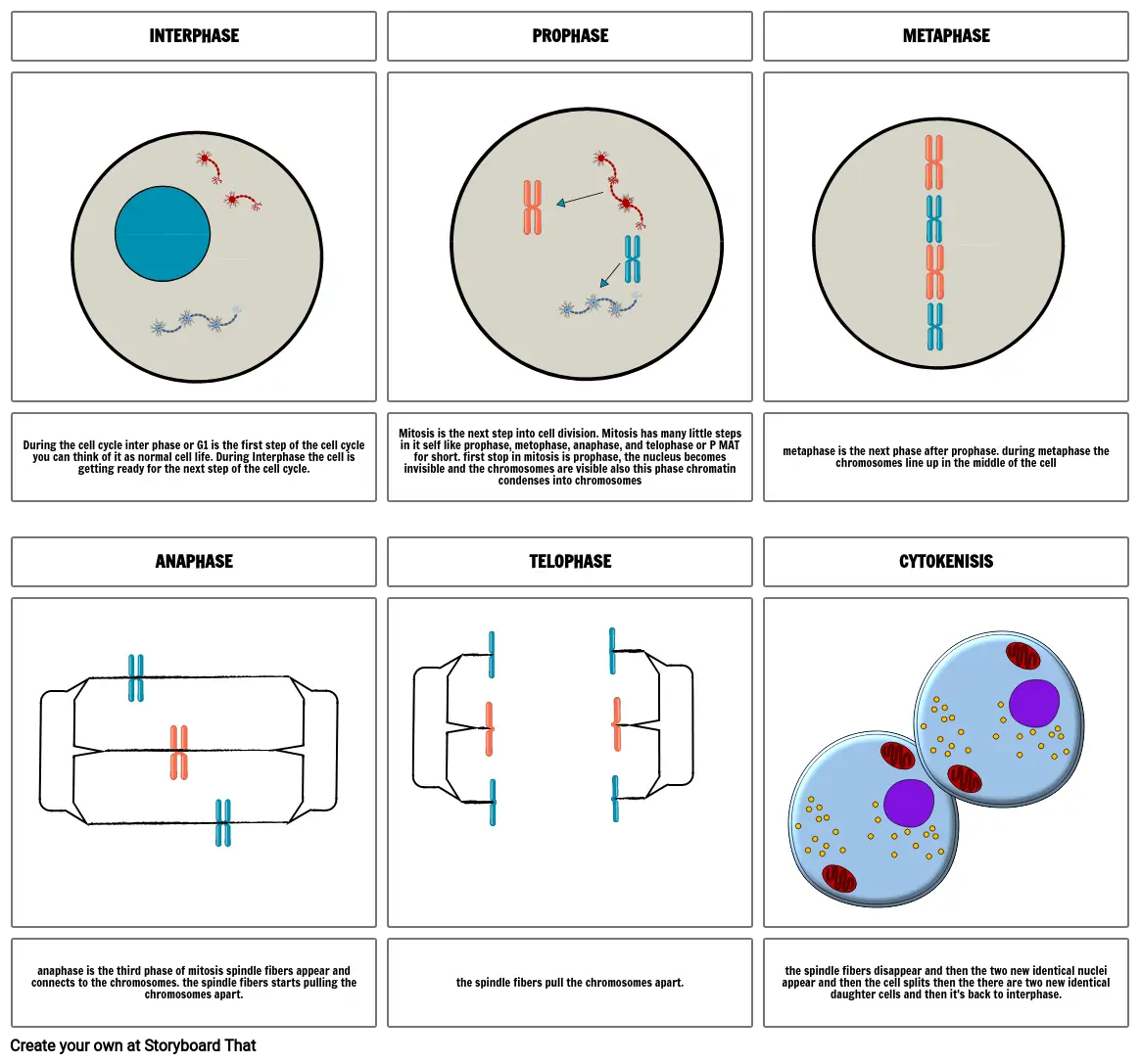 cell cycle