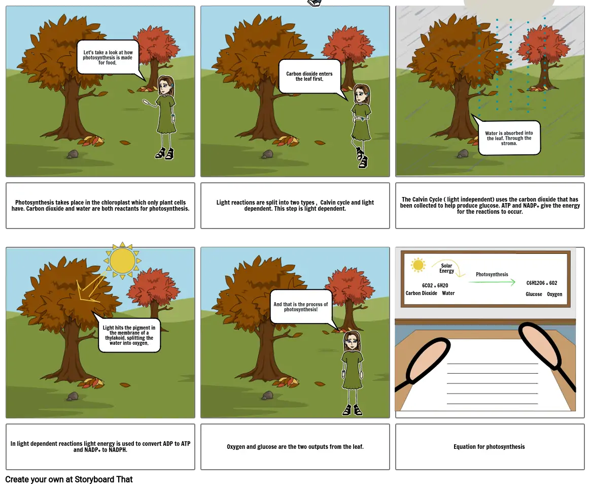 Photosynthesis Process