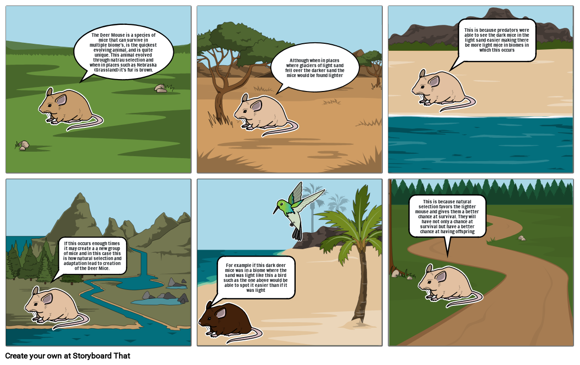 Biology Natrual Selection Evolution Storyboard