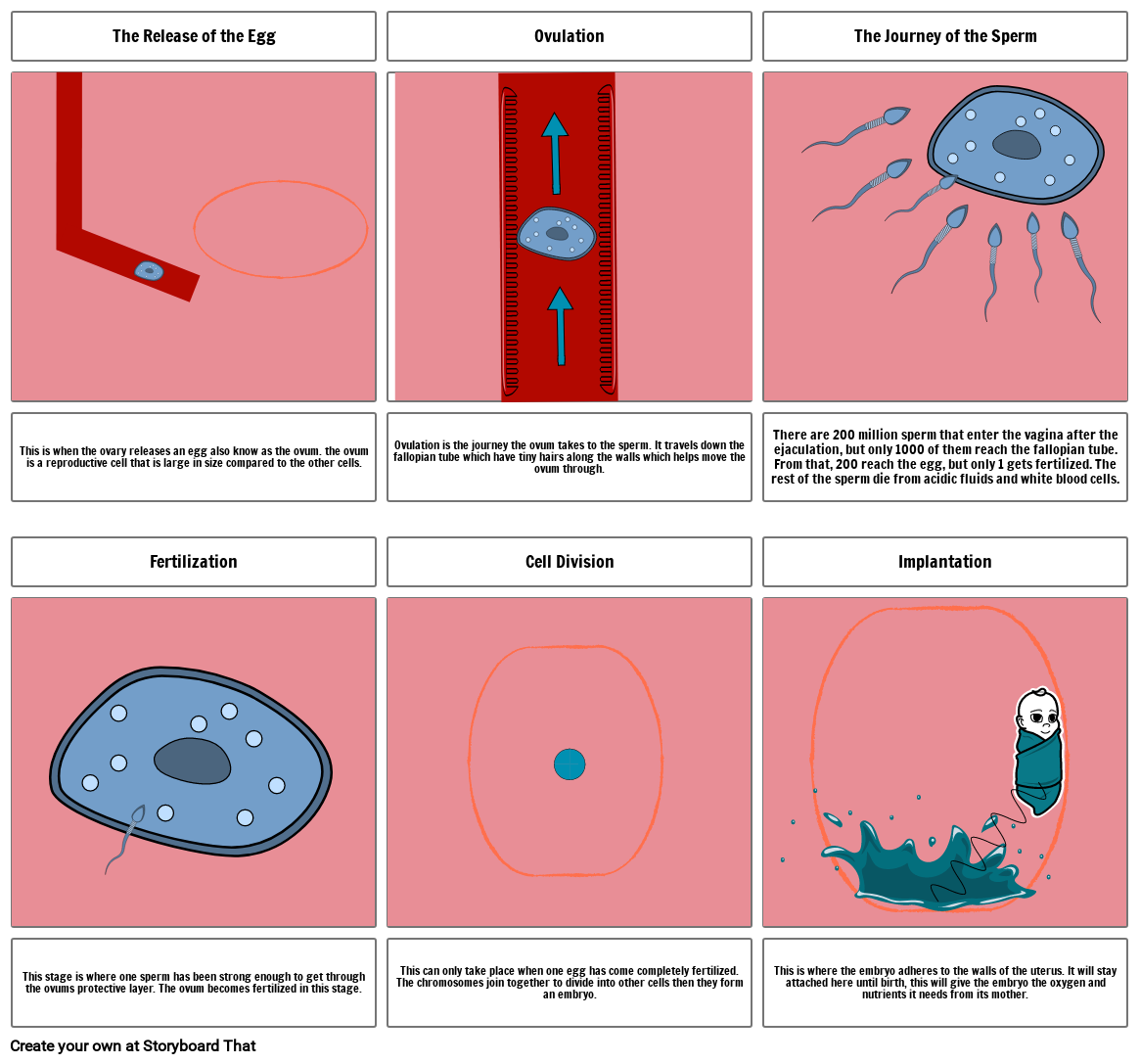 The story of the Egg