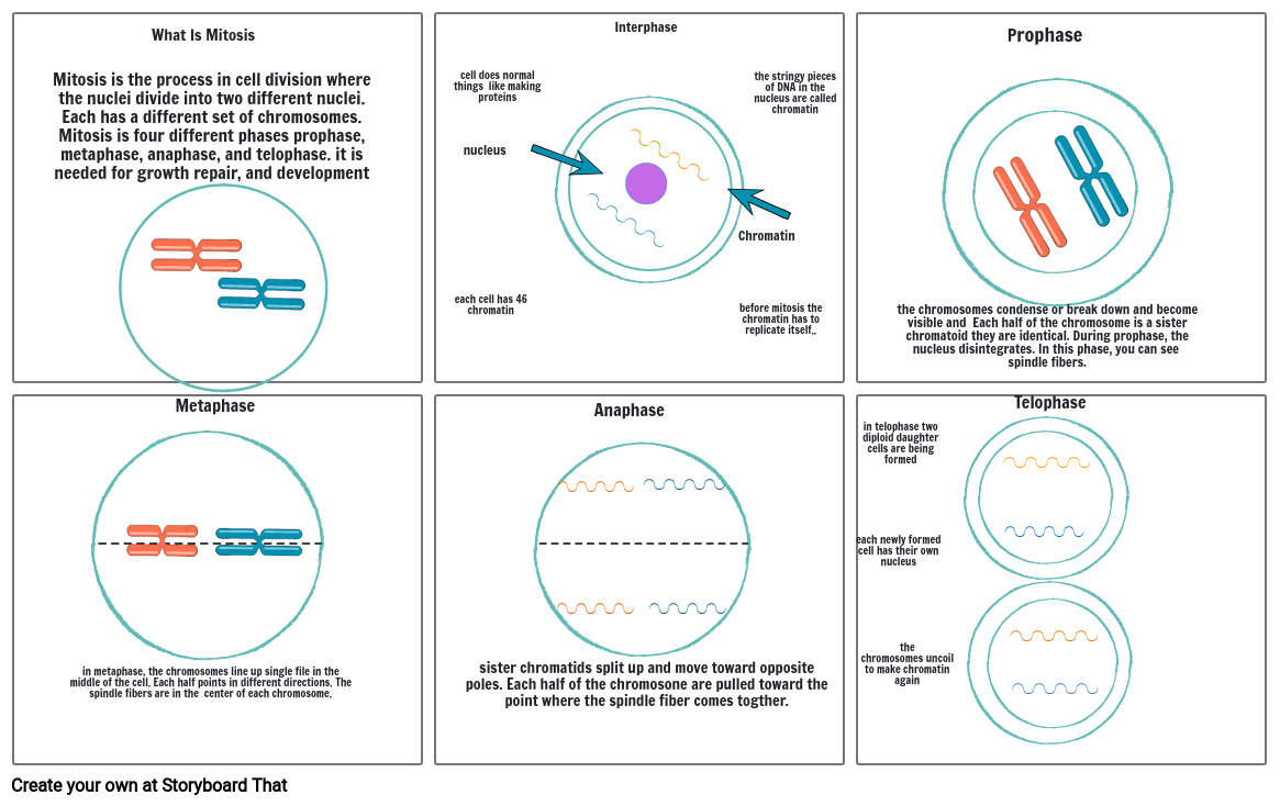 mitosis Storyboard by 6239877a