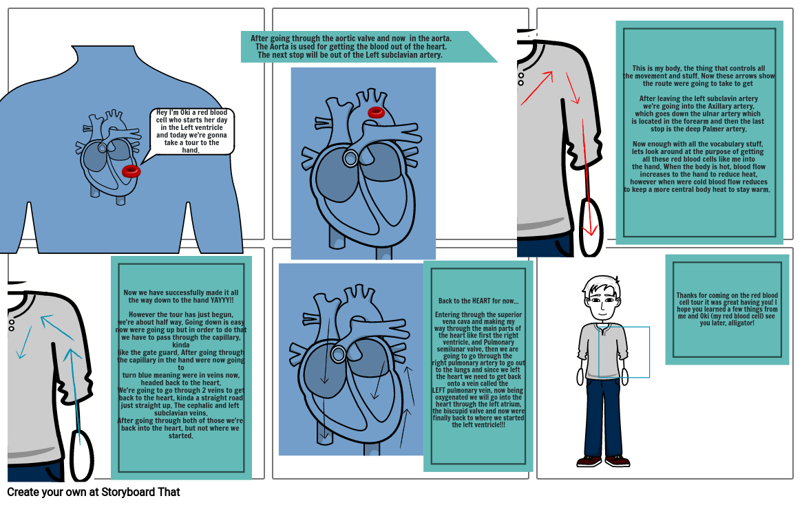 journey-of-a-red-blood-cell-storyboard-by-62a613ac