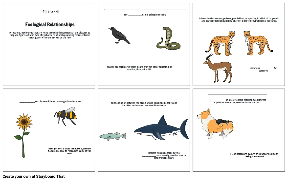 Ecological relationships storyboard