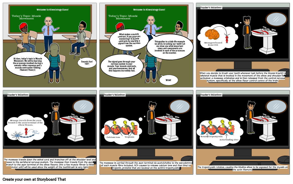 Teaching the Sliding filament model