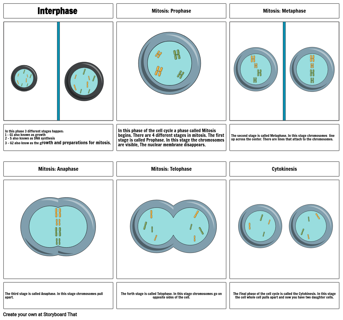 m-phase-and-s-phase-of-cell-cycle-sequence-of-events-that-take-place