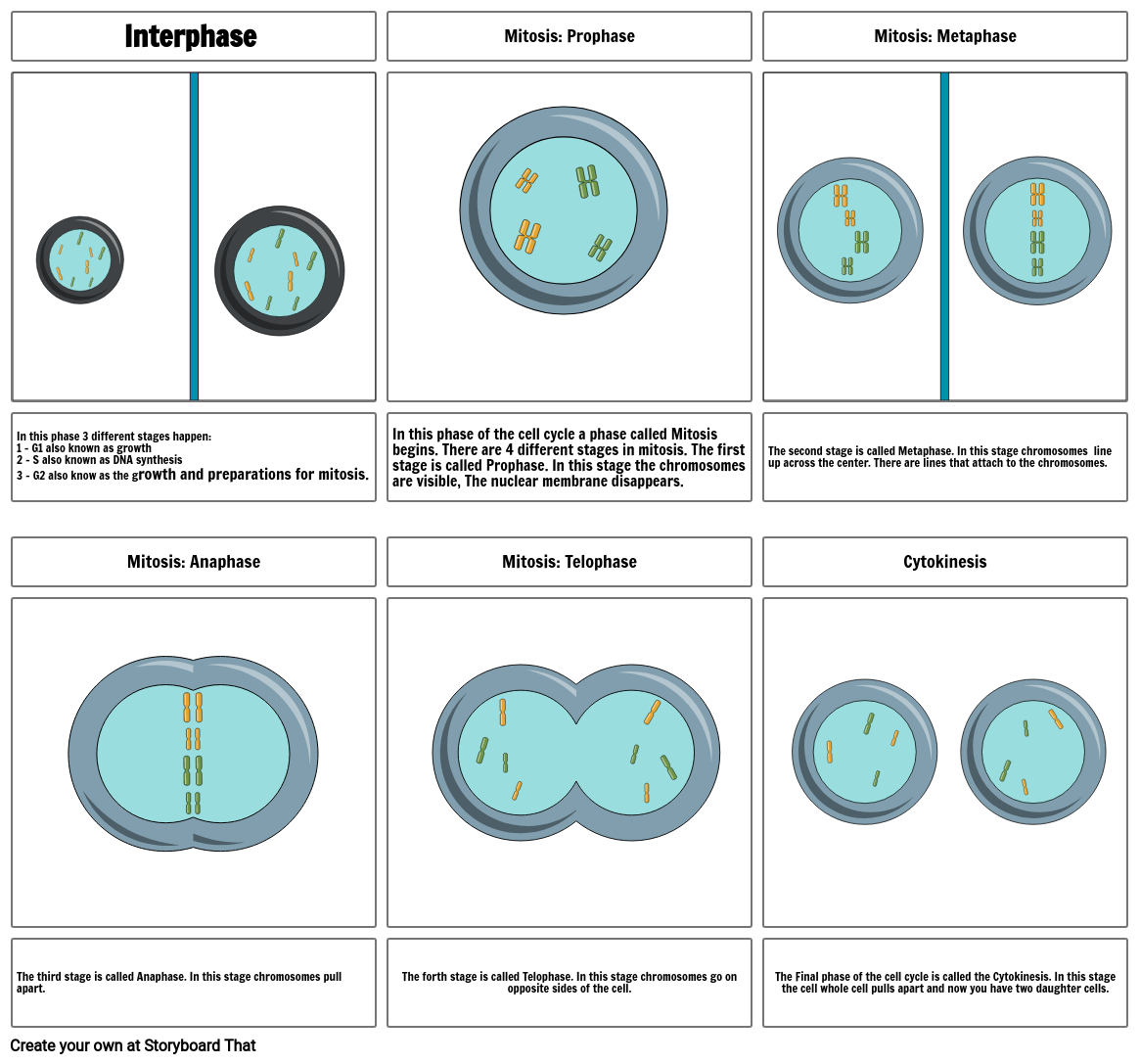 The Cell Cycle Storyboard by 6c1ca980