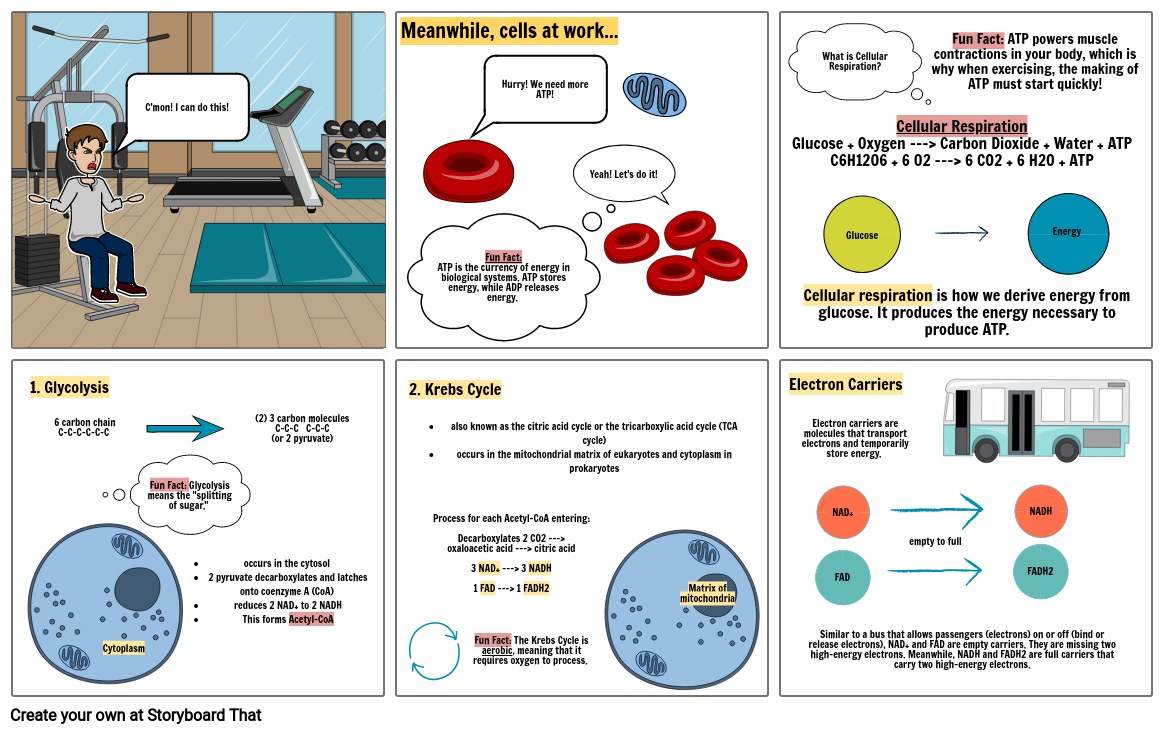 Cellular Respiration