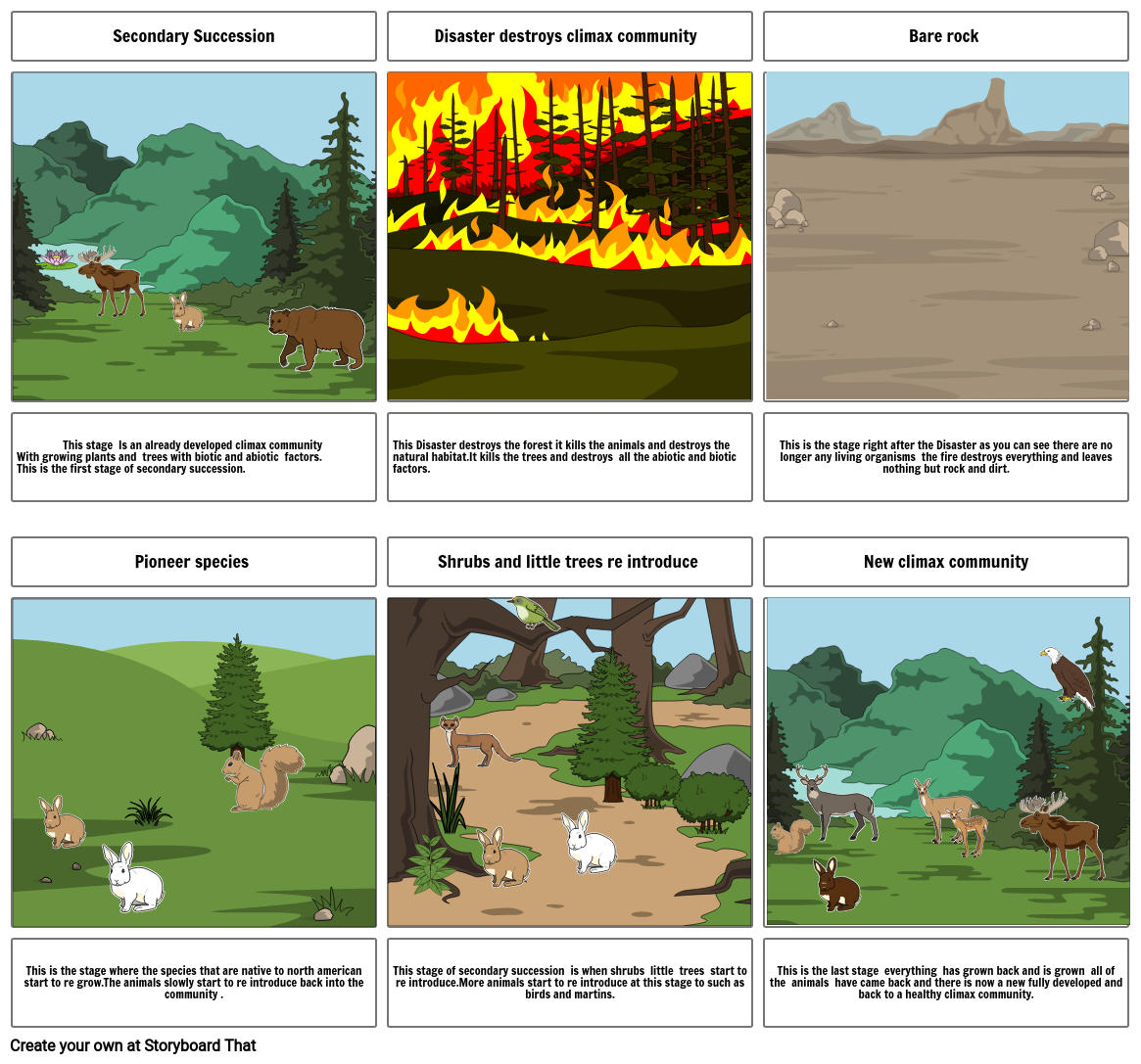 succession-of-forests-storyboard-by-7201556d