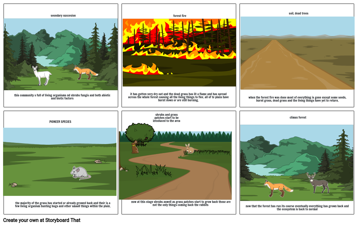 succesion of a forest Storyboard by 725bced7