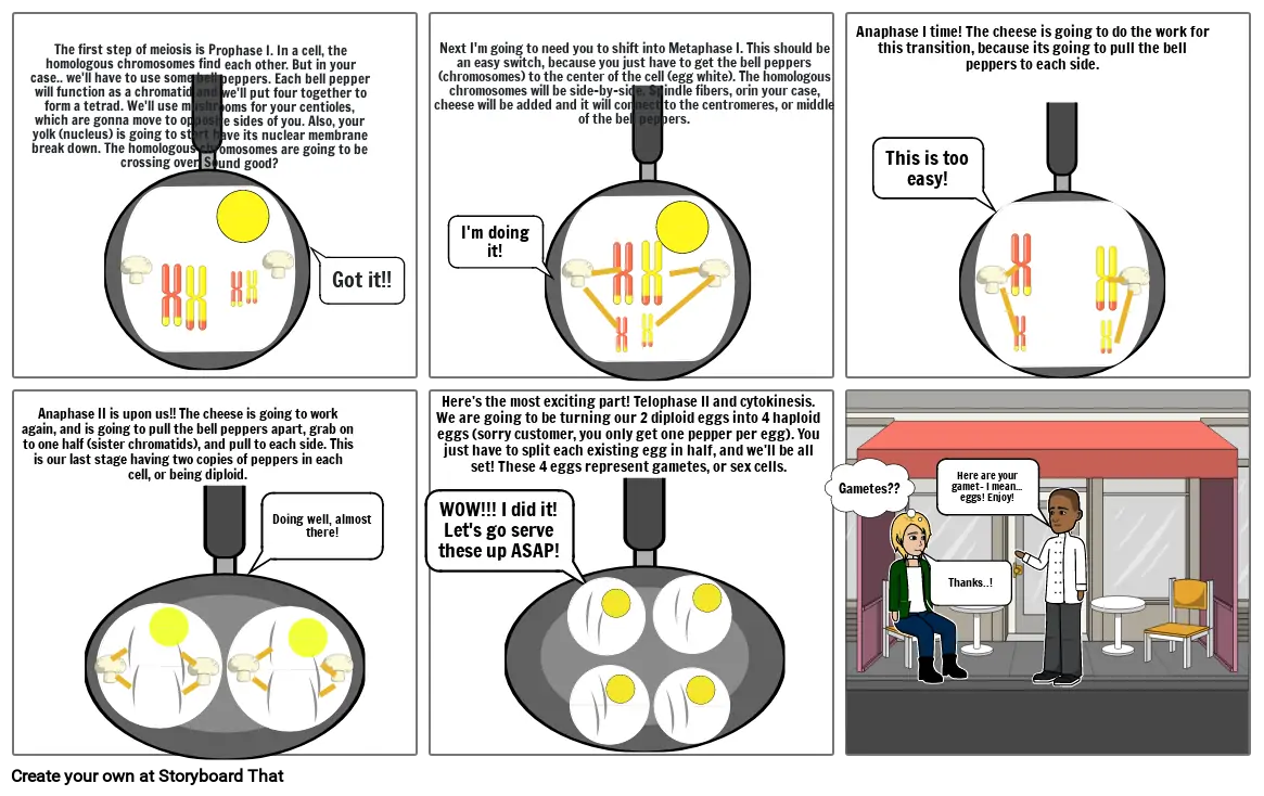 Meiosis