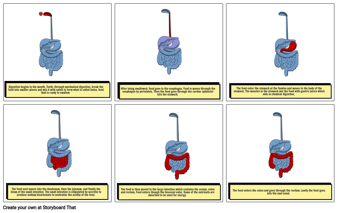 Digestive System