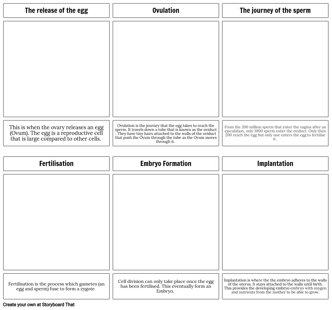 Fertilisation storyboard