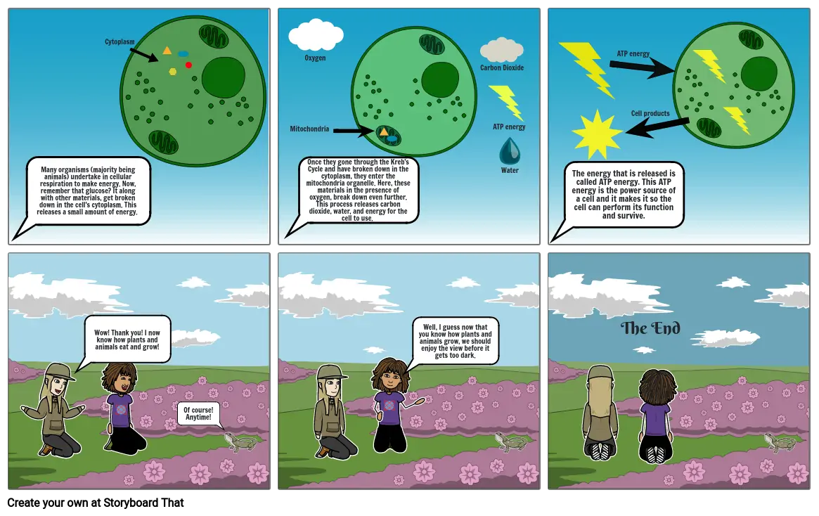 Photosynthesis and cellular respiration