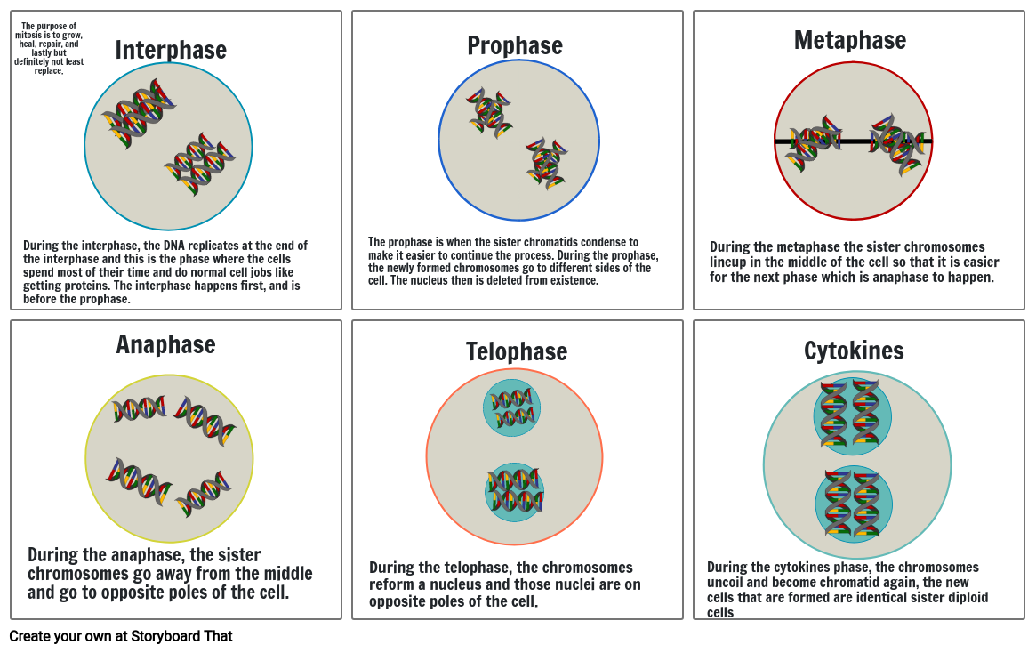 mitosis-storyboard-por-85d63e1e