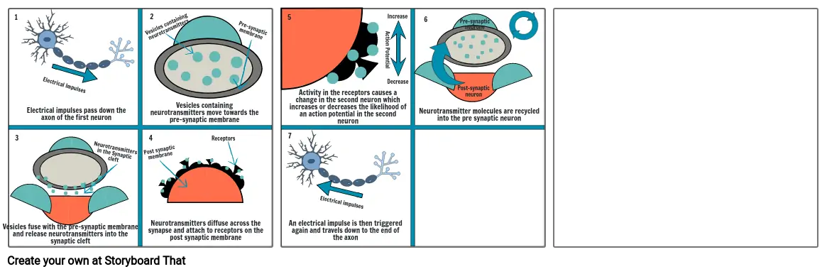 Synaptic transmittion