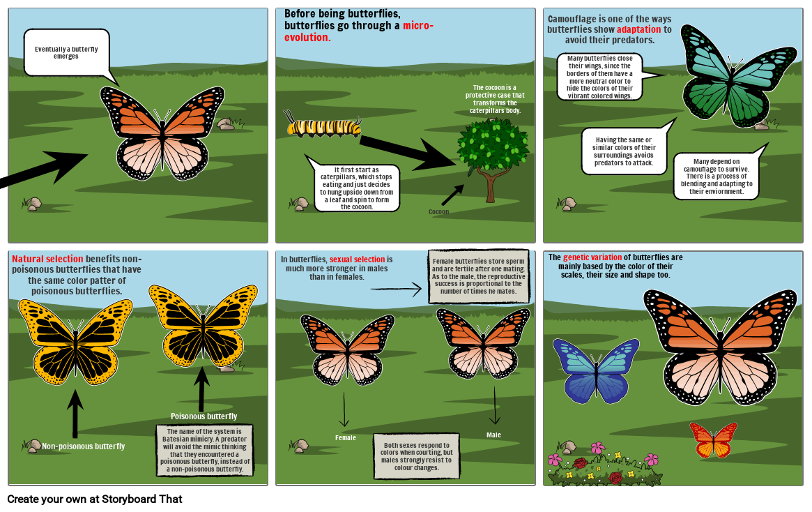 Natural Selection of Butterflies