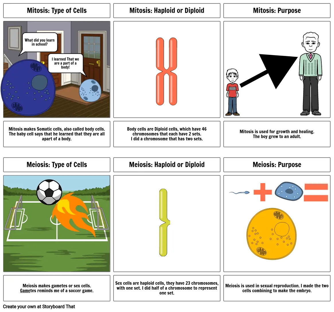 Mitosis vs Meiosis