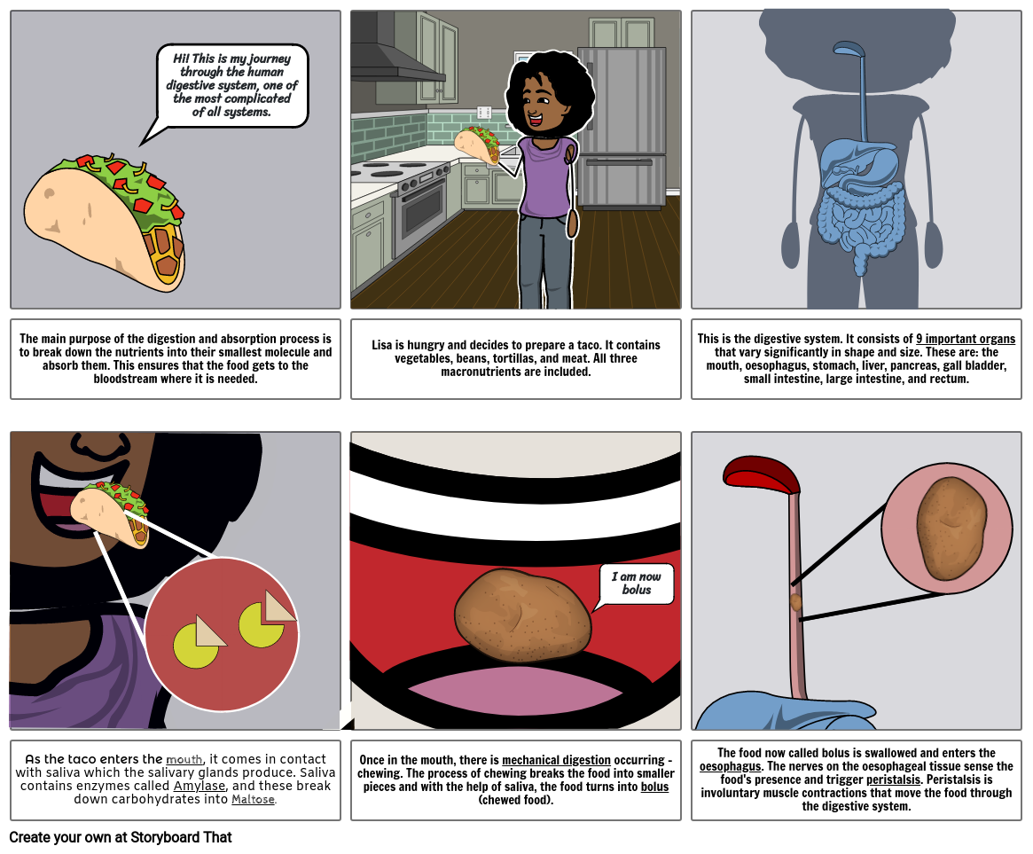 The digestive system Storyboard by 8f2af5e8