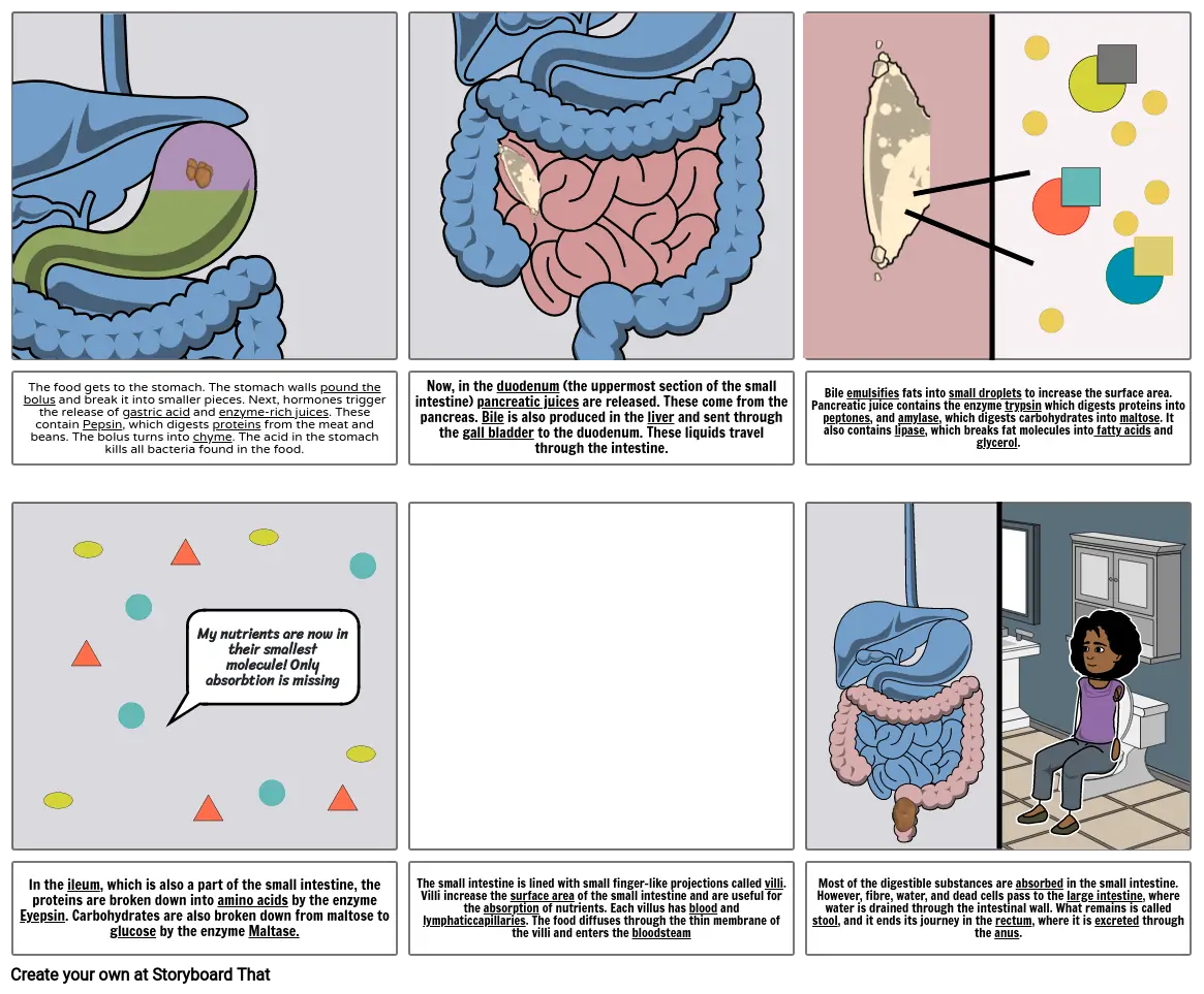 The digestive system