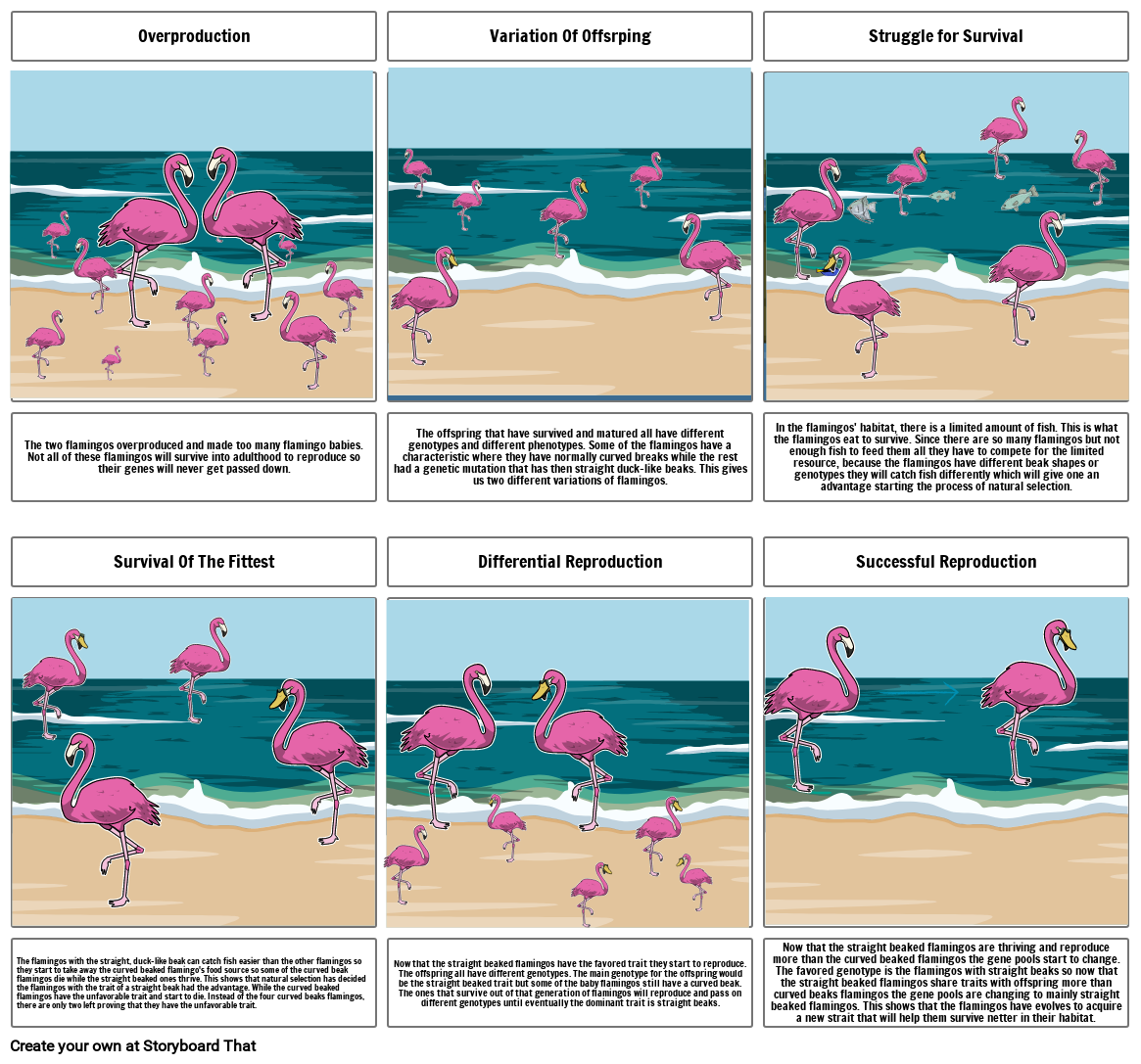 Natural Selection Project - Flamingos