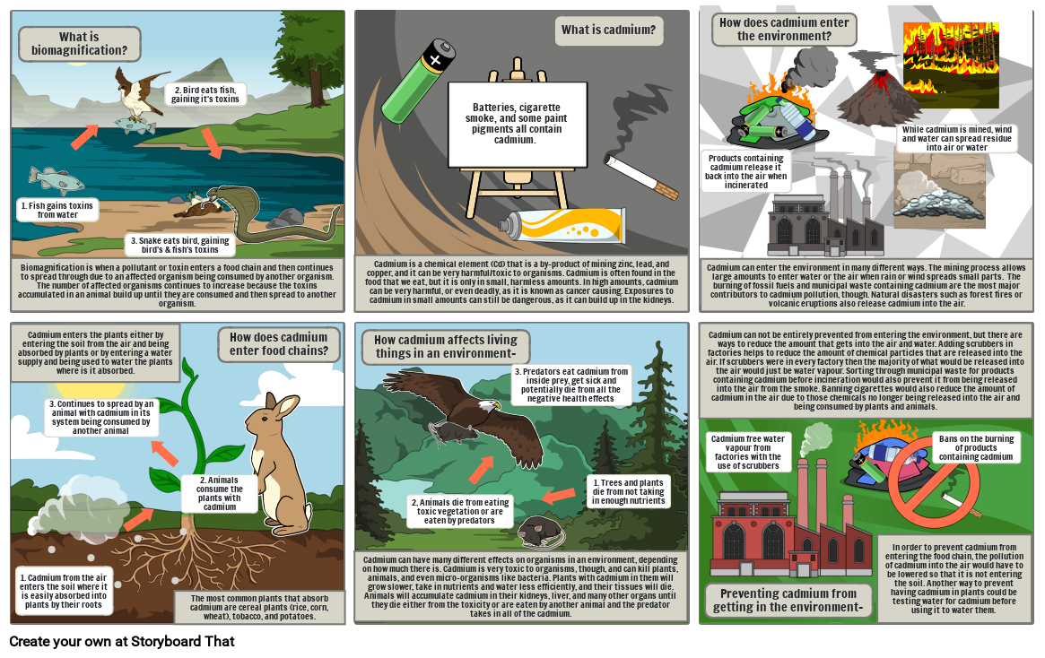 Biomagnification & Cadmium - Gracie