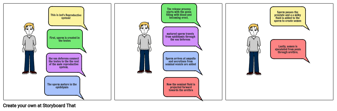 Male Reproductive System Storyboard by 9fd61f14