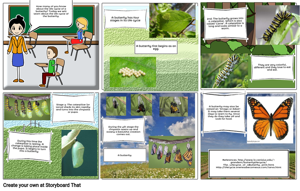 life-cycle-of-butterfly-storyboard-by-a171c84a