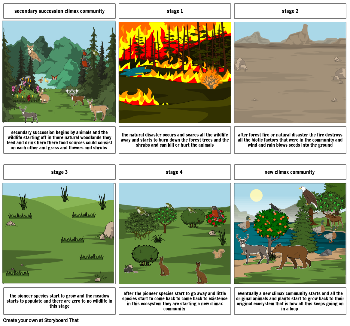 secondary succession in mountain Storyboard by a53b0879